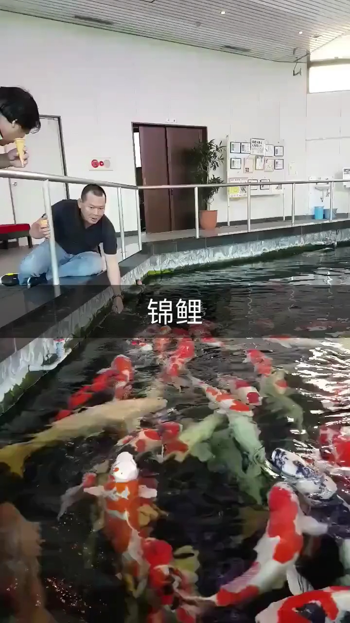 锦鲤 中国最常见的观赏鱼