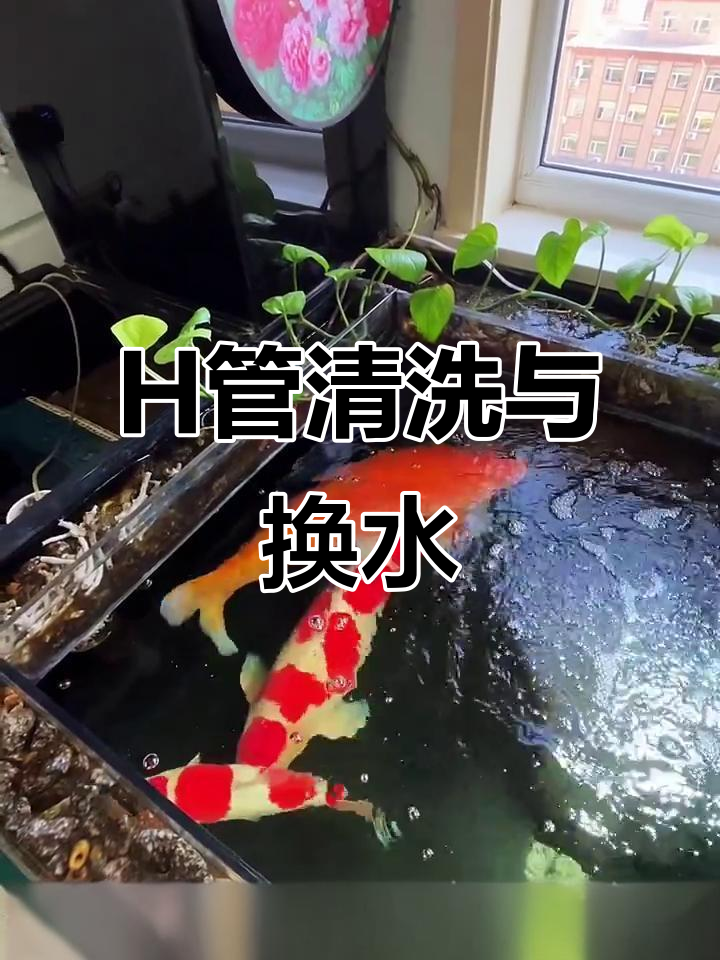 清理鱼缸沉淀舱,H管清洗让水质更清新
