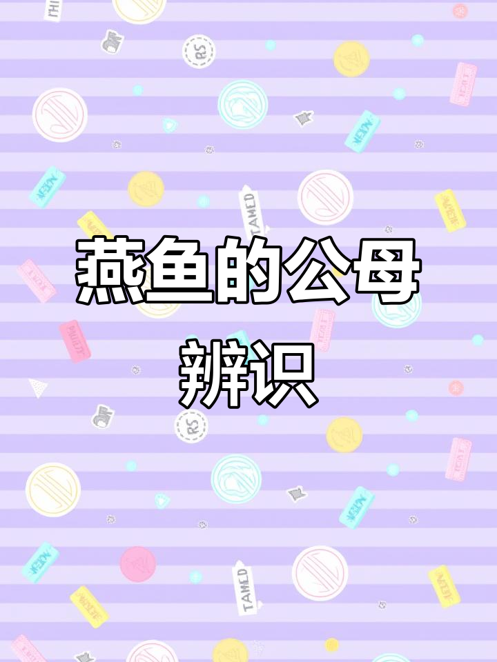 如何分辨燕鱼公母？掌握这三大特征轻松辨别