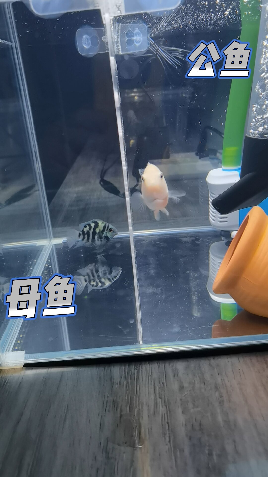 公鱼老是追着咬母鱼,先隔离几天看看吧