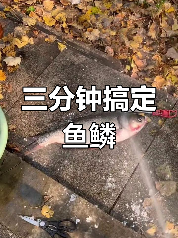 轻松去鱼鳞,钢丝刷超好用