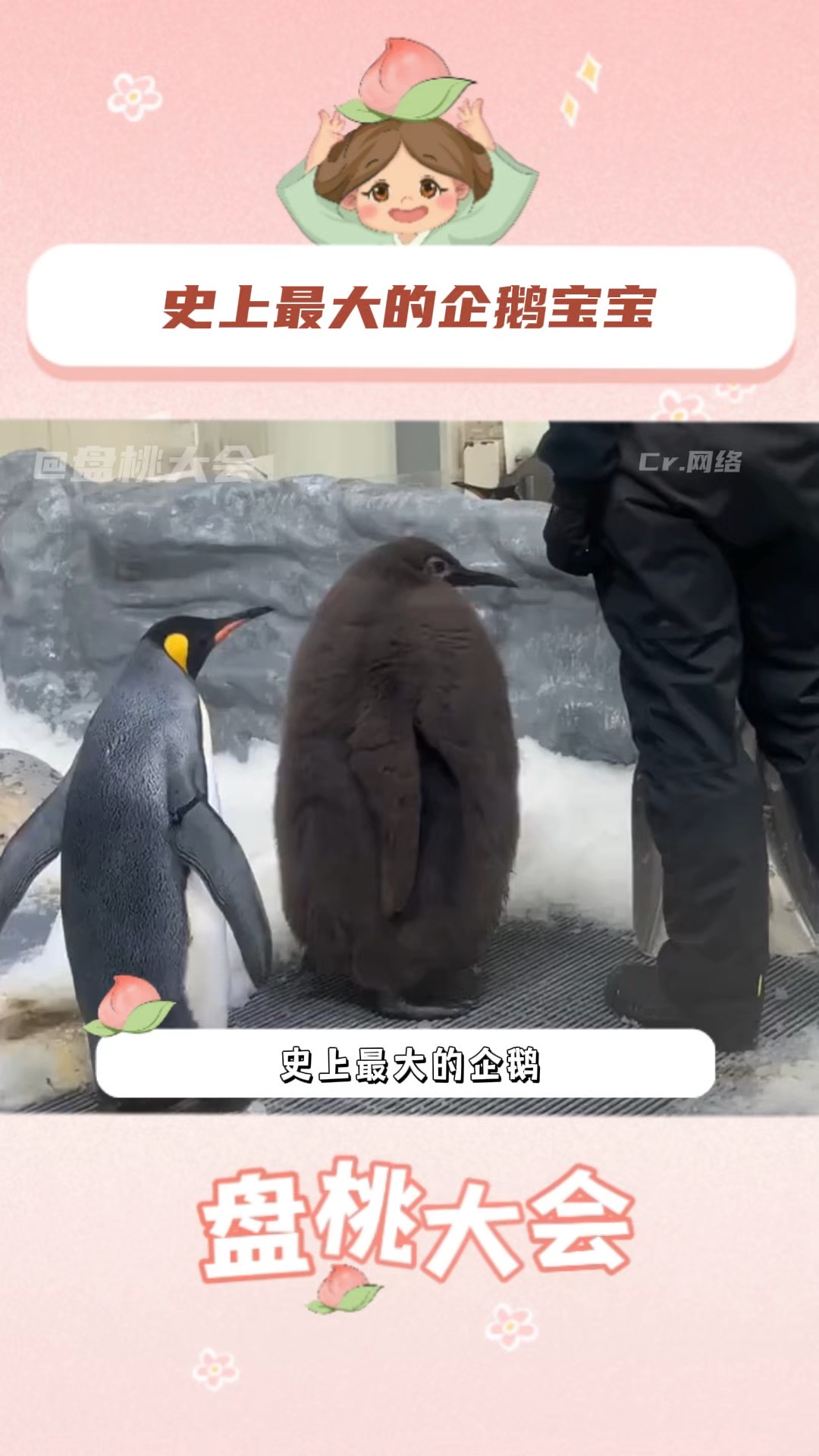 宝宝,你就是一个可可爱爱圆滚滚的猕猴桃!企鹅 可爱 萌宠