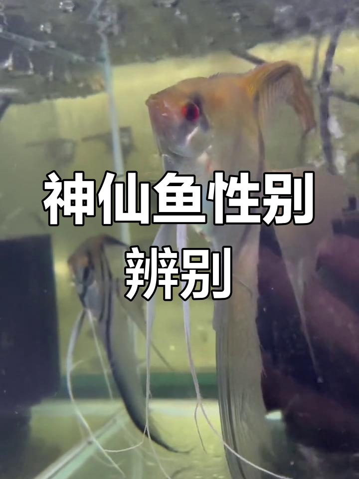 如何分辨神仙鱼公母