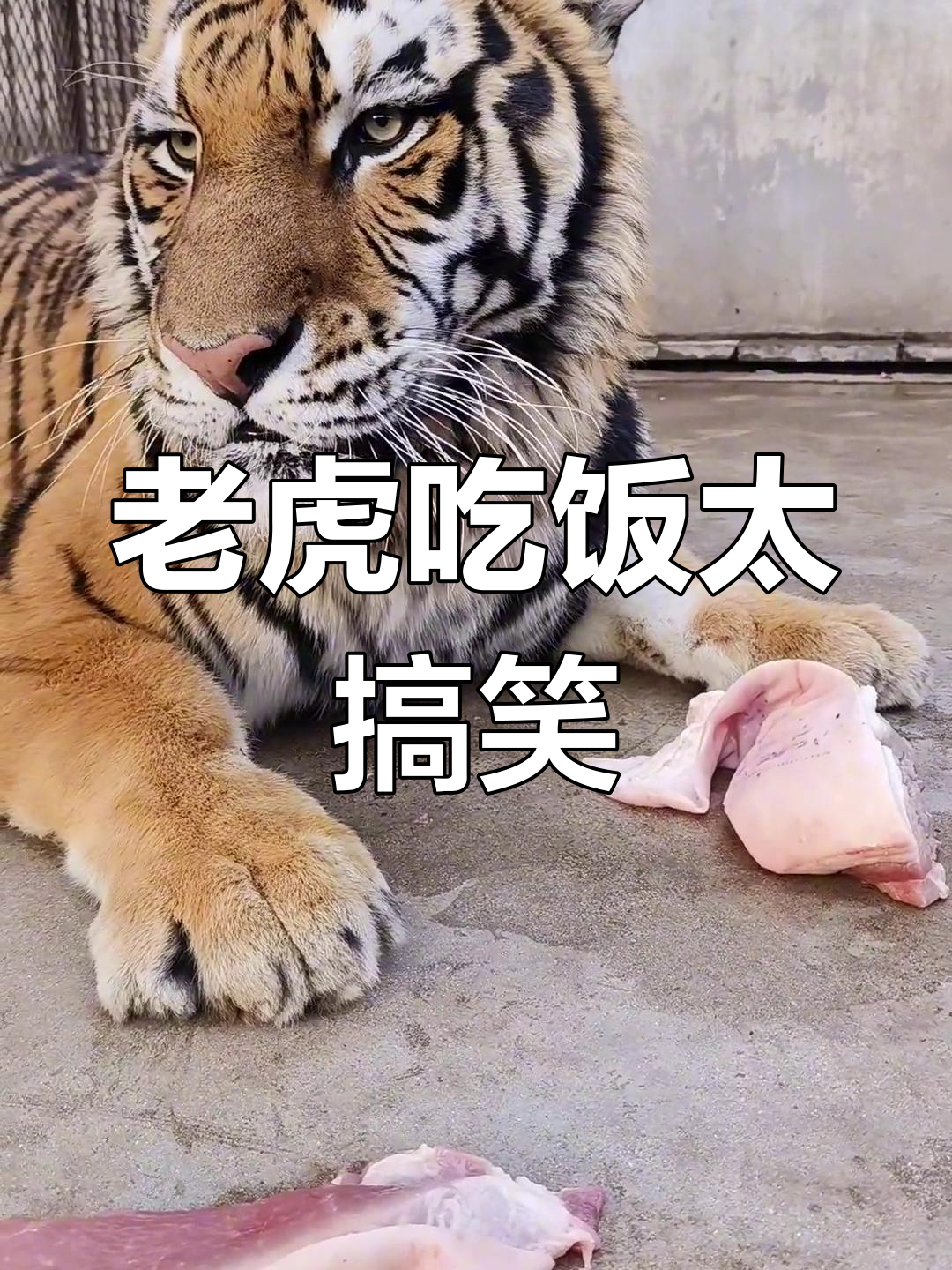 东北虎吃肉,傲慢表情萌翻了