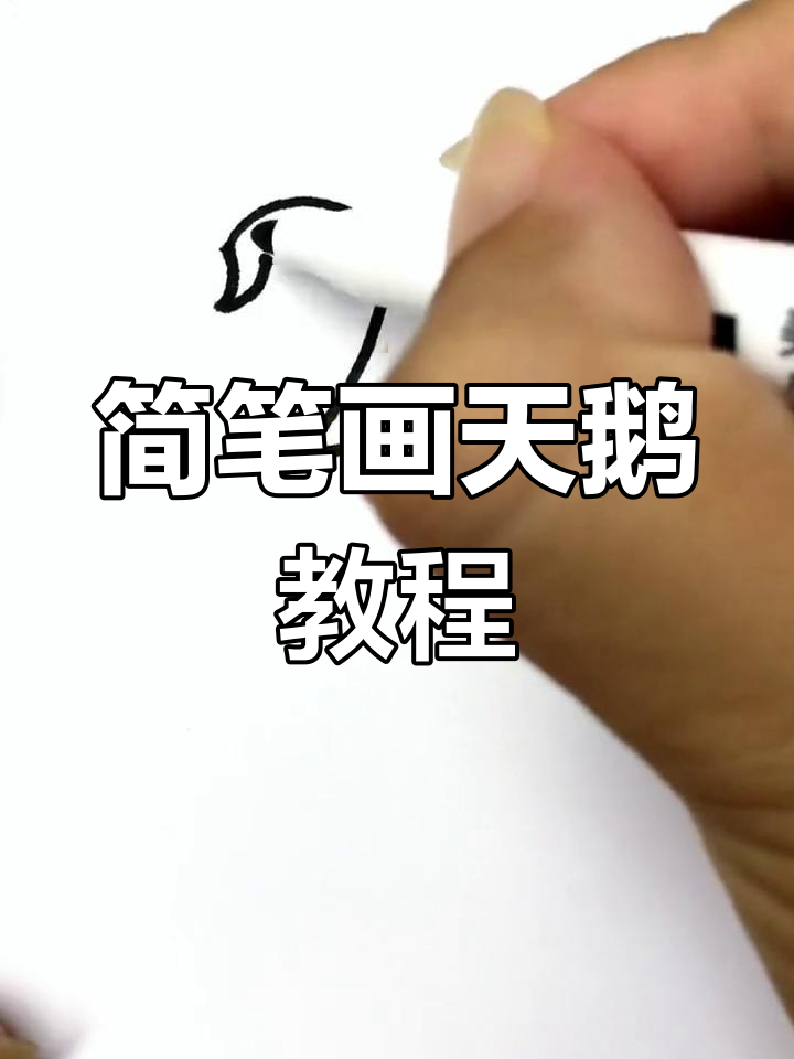 用简单线条画出优雅白天鹅