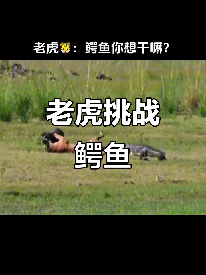 老虎与鳄鱼“对决”:你敢吃我吗?