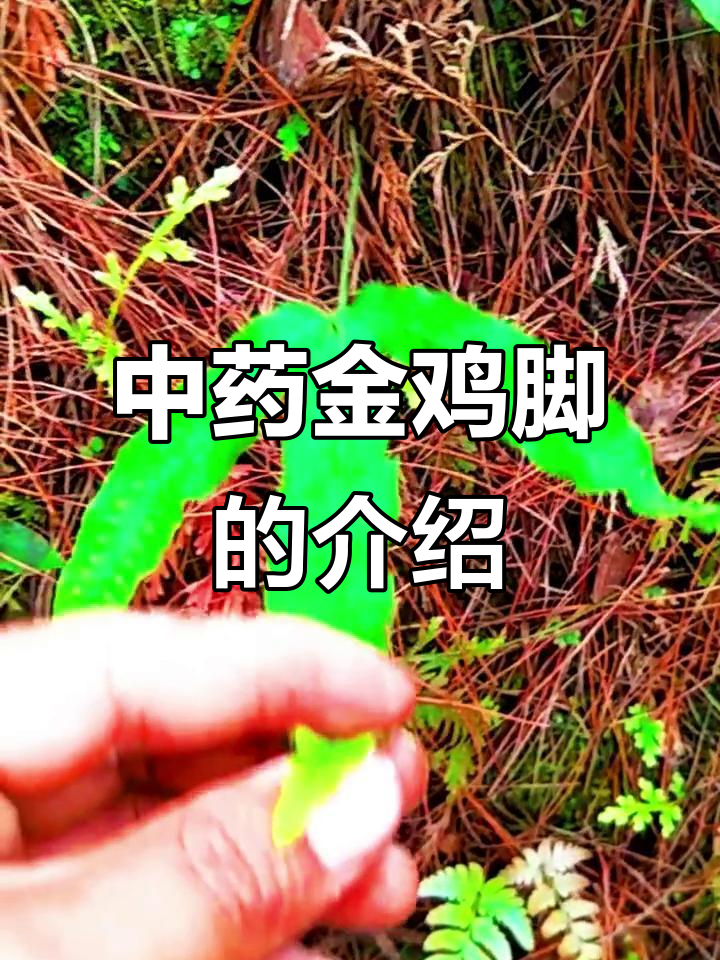 金鸡脚：一种珍贵的中药材，了解其功效与作用