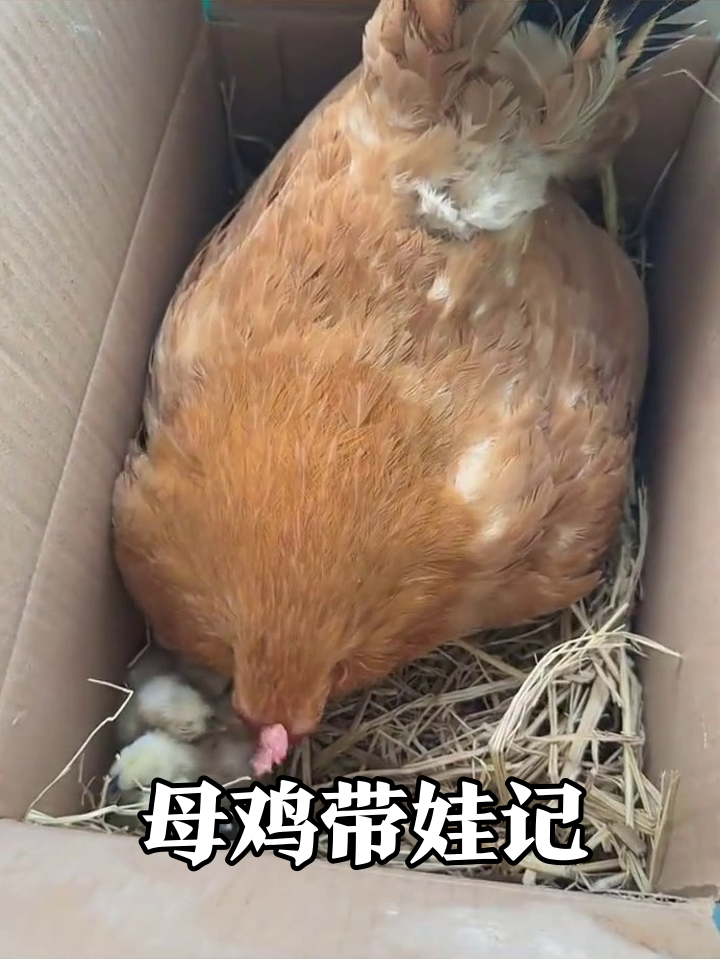 母鸡孵蛋现场:小鸡破壳太治愈,主人偷看被“警告”