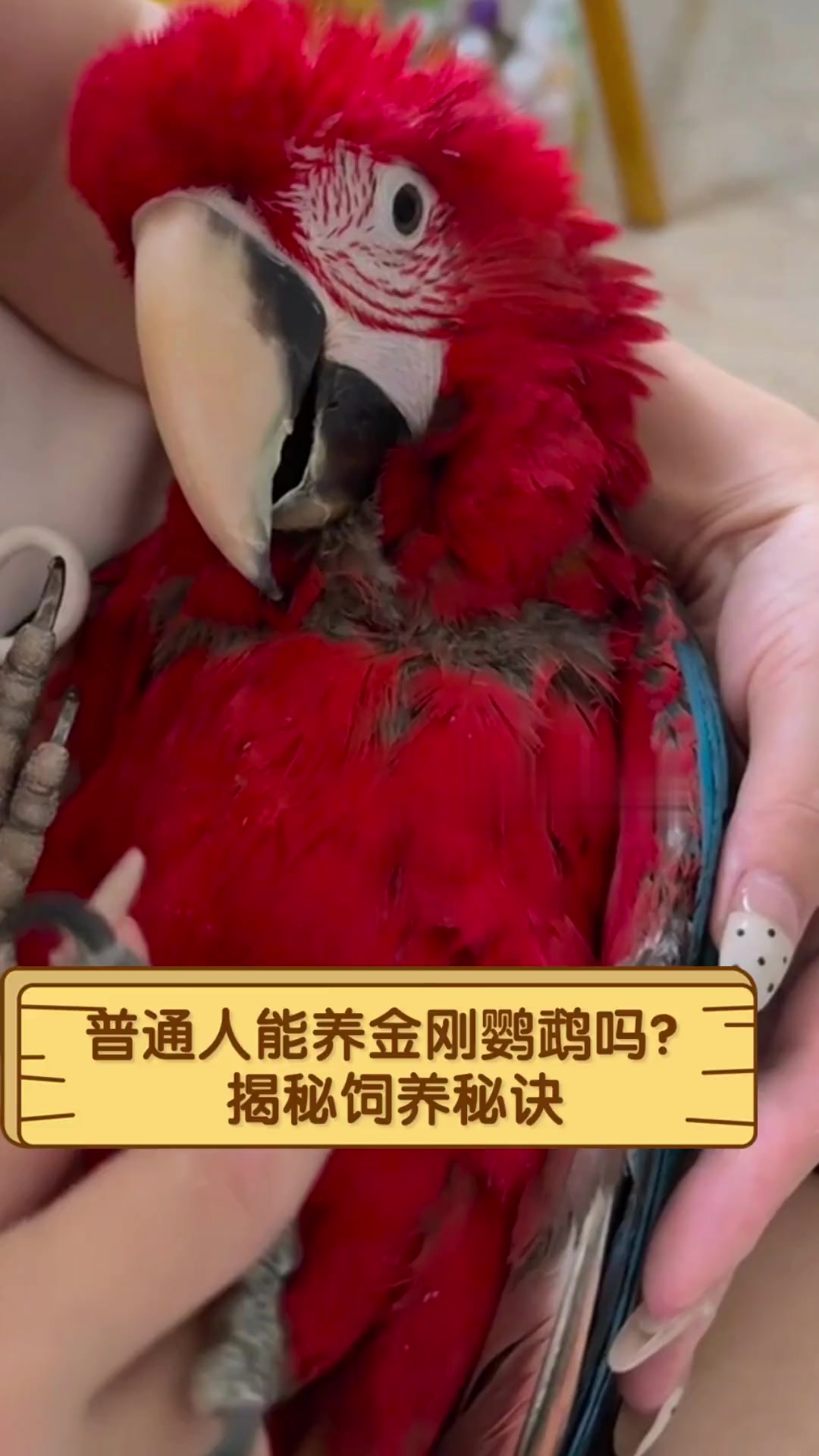普通人能养金刚鹦鹉吗?揭秘饲养秘诀