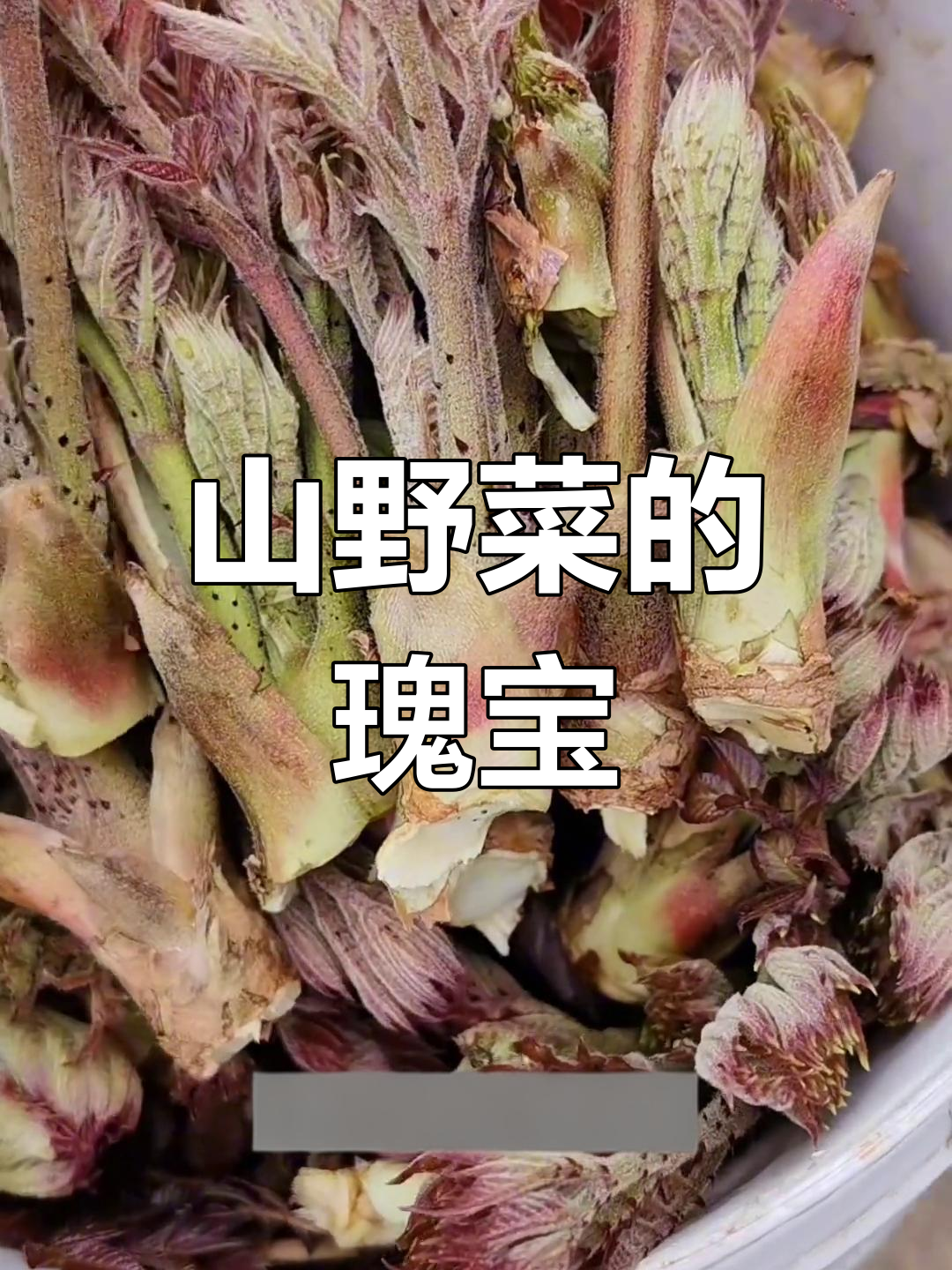 刺老芽,东北山野菜之首,口感独特清香