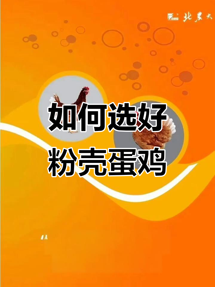 常见粉壳蛋鸡品种大揭秘,如何挑选优质鸡蛋?