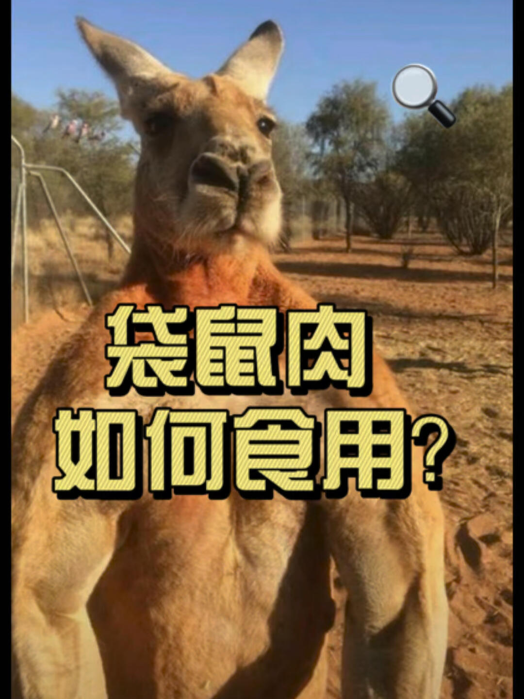 澳洲袋鼠肉,你会尝试吗?