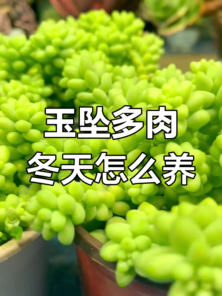 如何让玉坠多肉爆盆?冬季养护技巧全揭秘