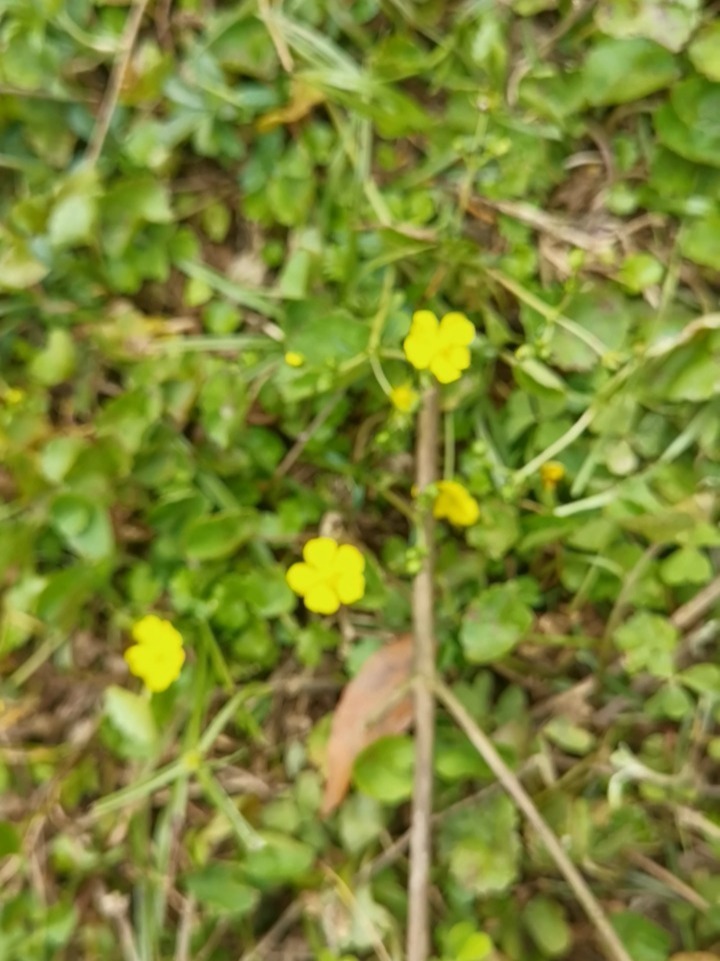 蛇含委陵菜(五星草)