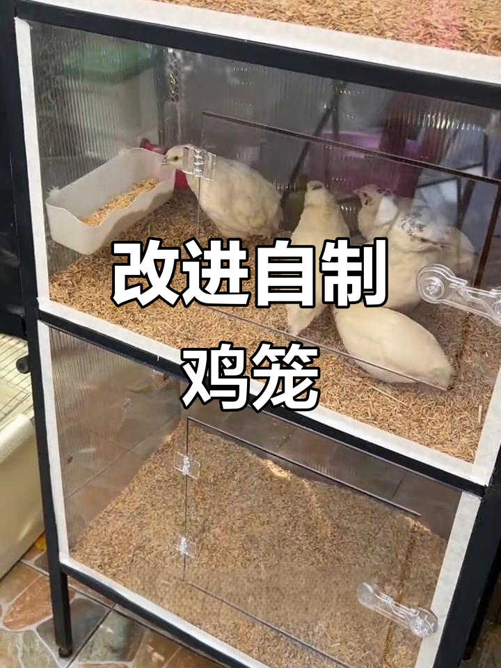 自制鸡笼改造,密度太大让鹌鹑不舒服