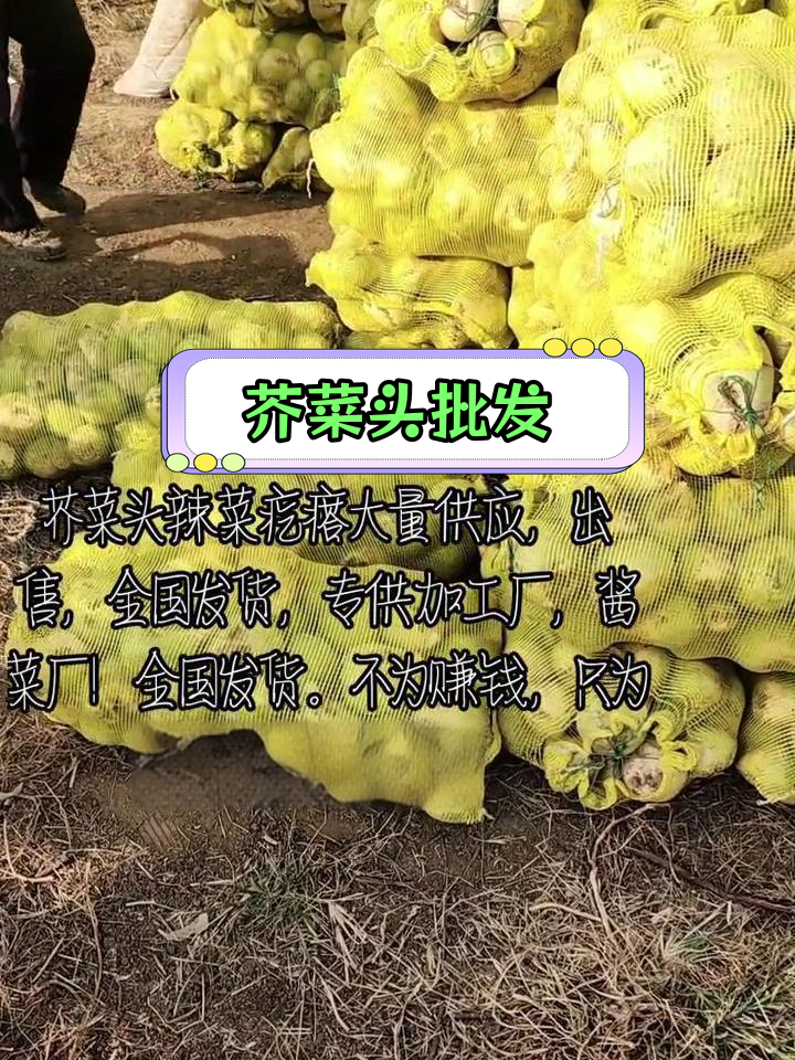 芥菜头辣疙瘩大量供应,品质保障,全国发货