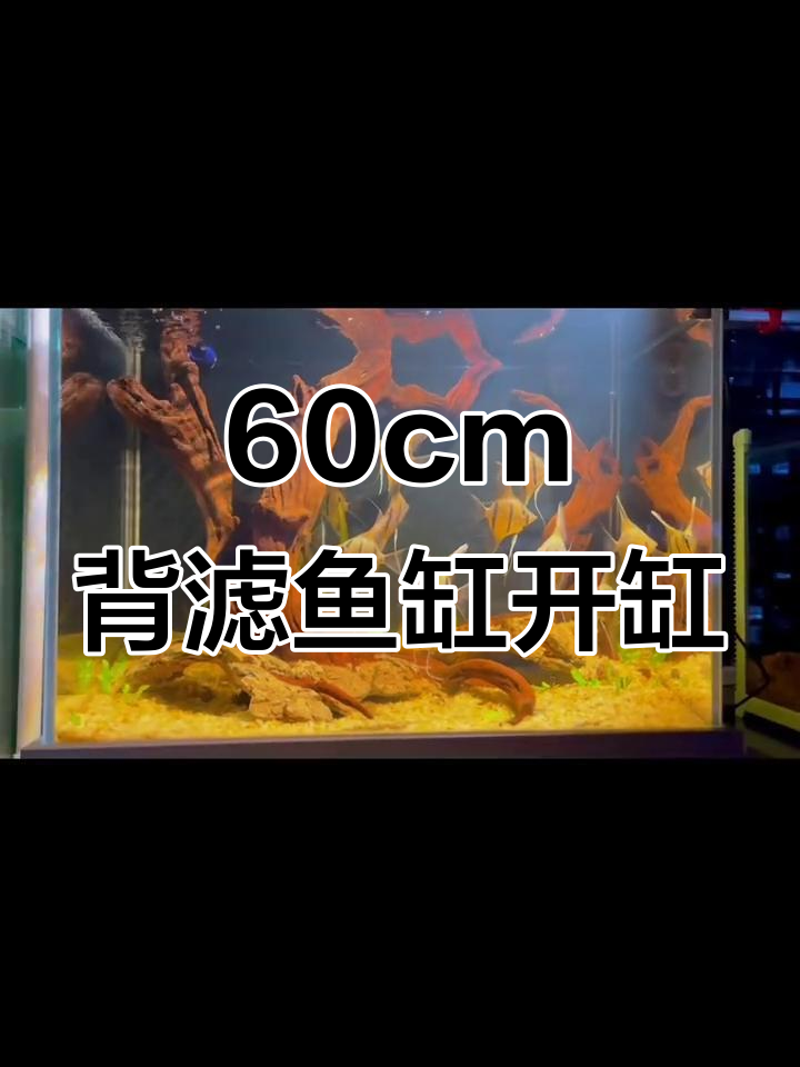 60cm背滤鱼缸开缸全流程，打造南美风格水族环境