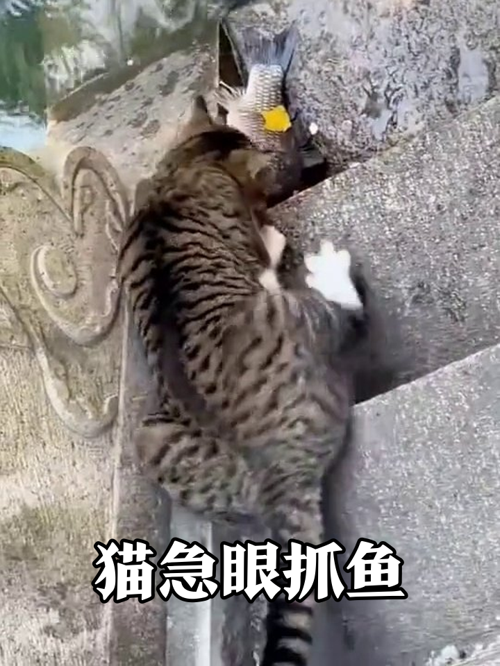 猫盯水面发现漏网鱼,卡石缝里够不着急得直扒拉
