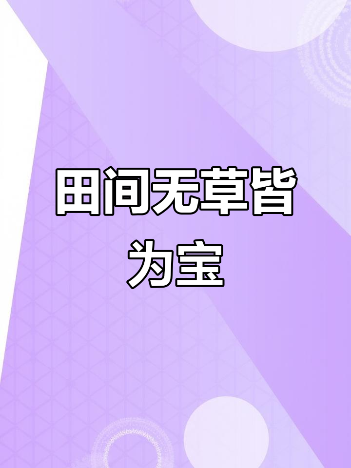 田间杂草变宝,药食同源的智慧传承