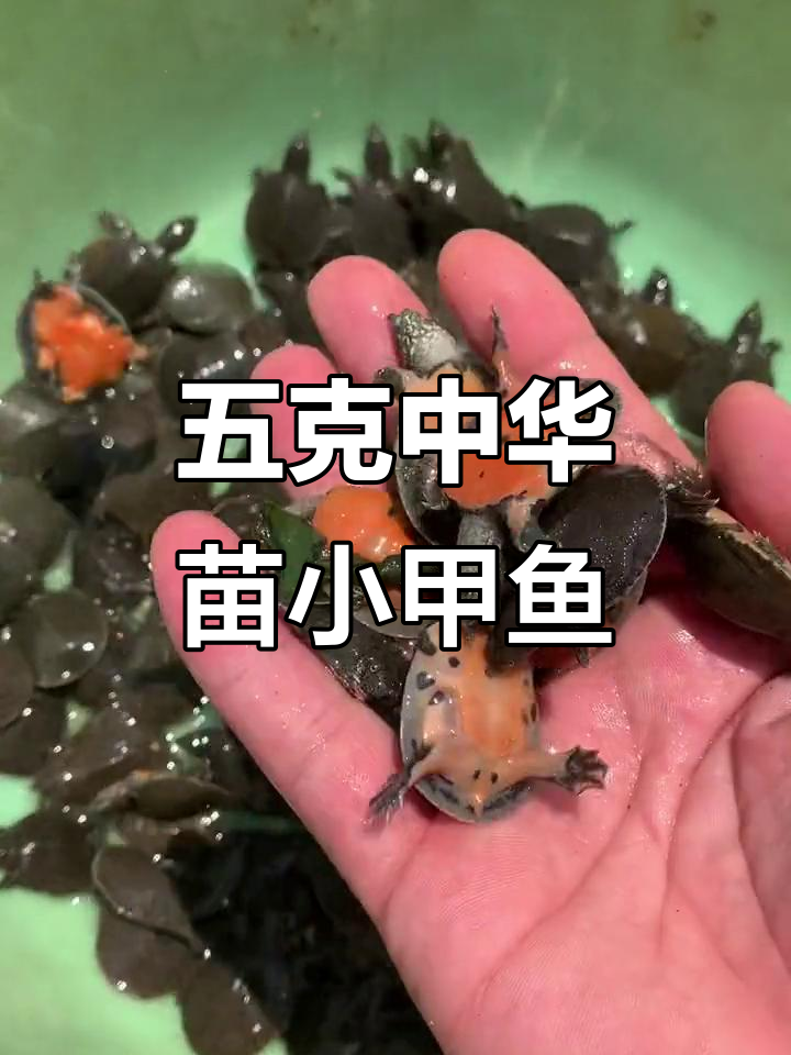 纯红底板小甲鱼,五克重可爱极了!