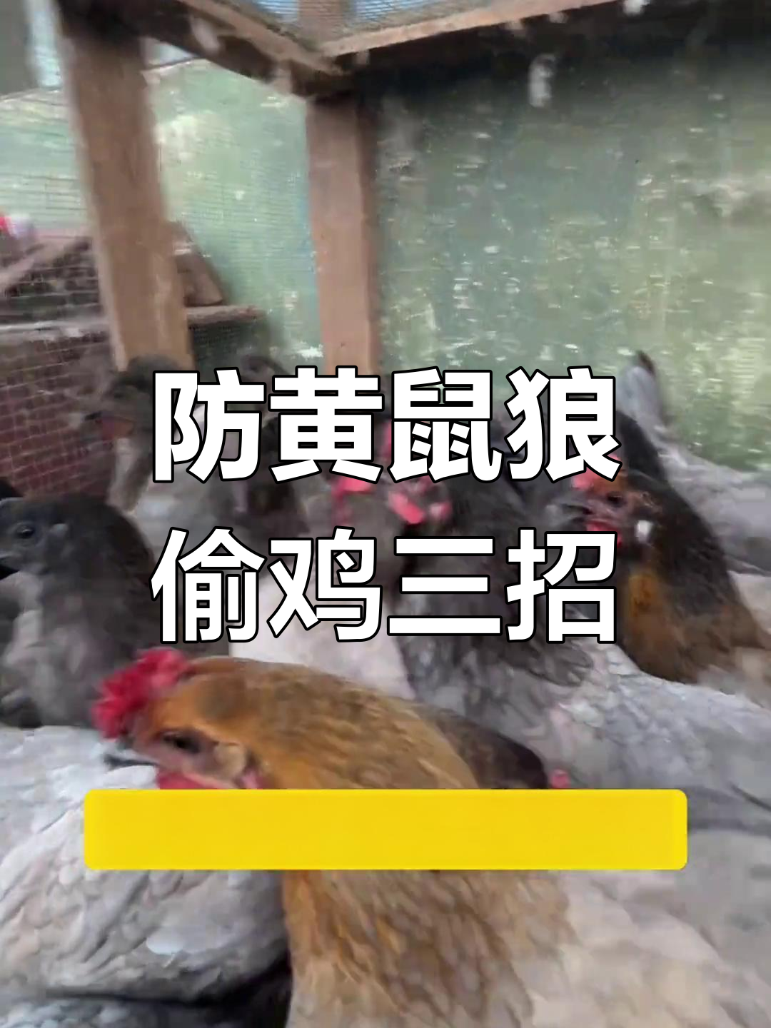 黄鼠狼偷鸡怎么办?三种方法轻松应对