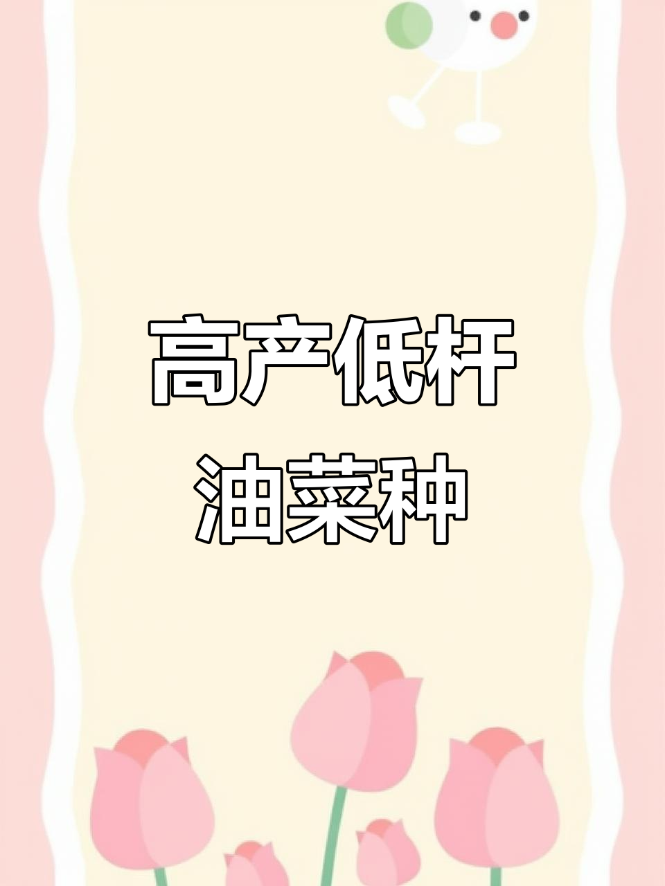 2025新品种油菜,矮杆实心高产油料作物