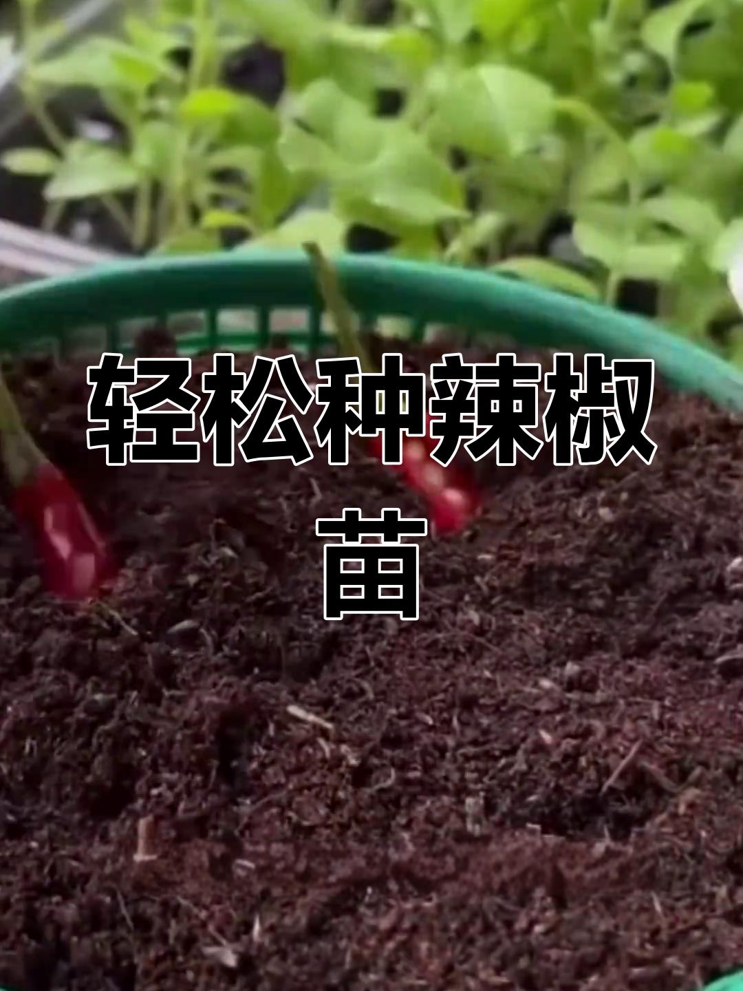 用辣椒籽培育新苗,简单步骤教你快速长出健康幼苗