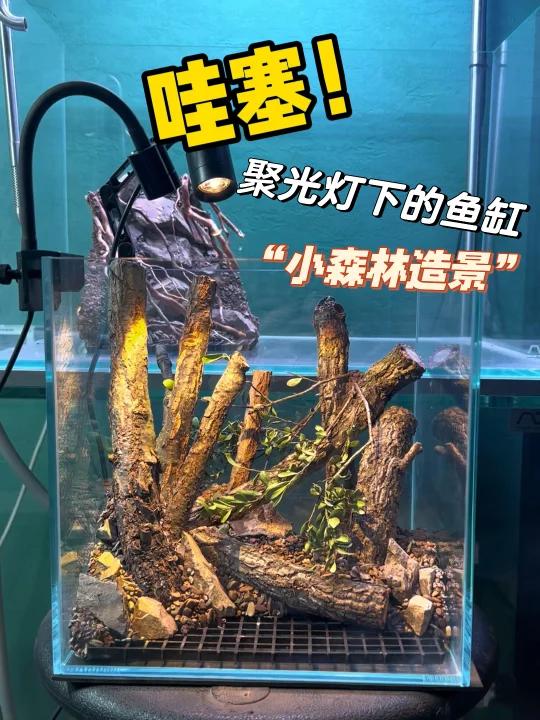 聚光灯下的“鱼缸造景”