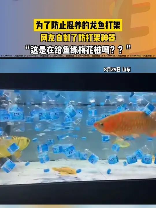 为了防止混养的龙鱼打架,网友自制了防打架神器,这……万万没想到 金龙鱼 红龙鱼