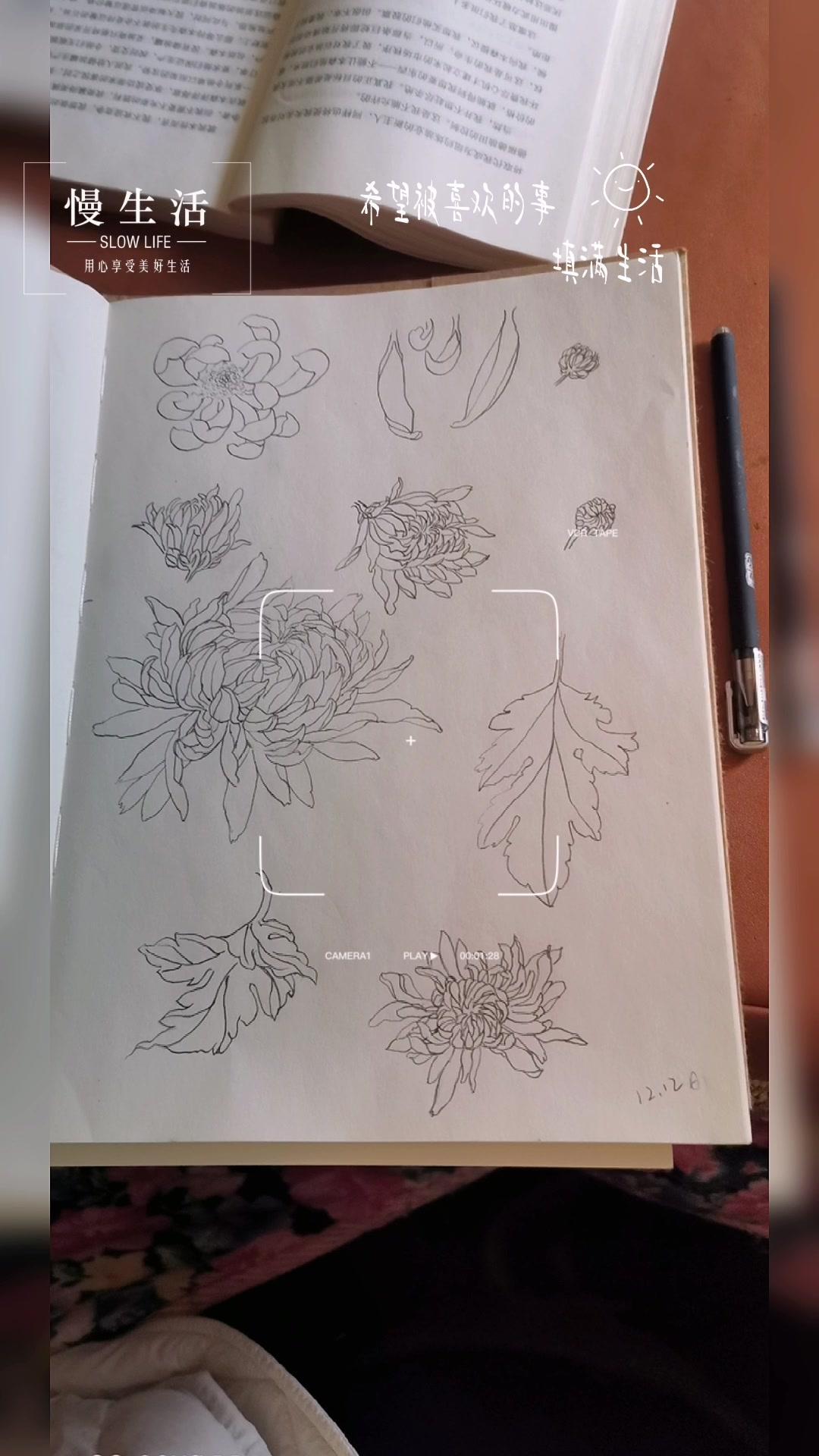 画画 白描花卉 vlog日常 2022年的最后一个月 沉浸式画画 每日被欢喜的事填满,不是