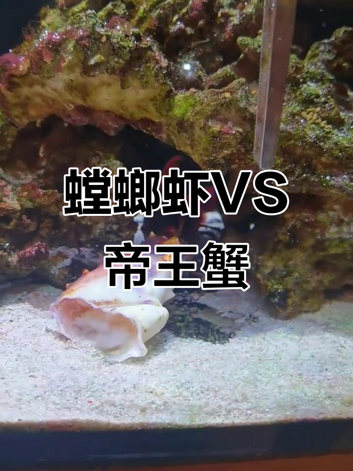 螳螂虾勇斗帝王蟹,慢动作看谁能更快!