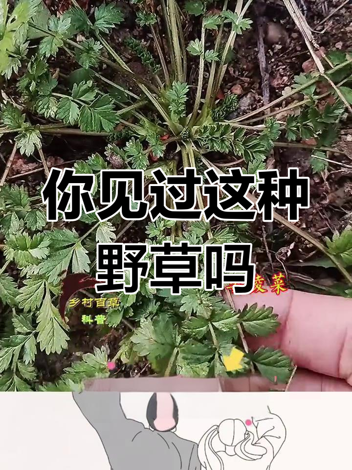 初冬美味野菜,你家乡有吗?
