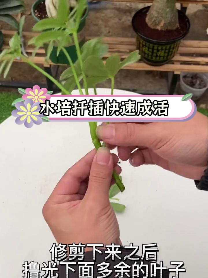 鸭掌木水培扦插法,轻松生根