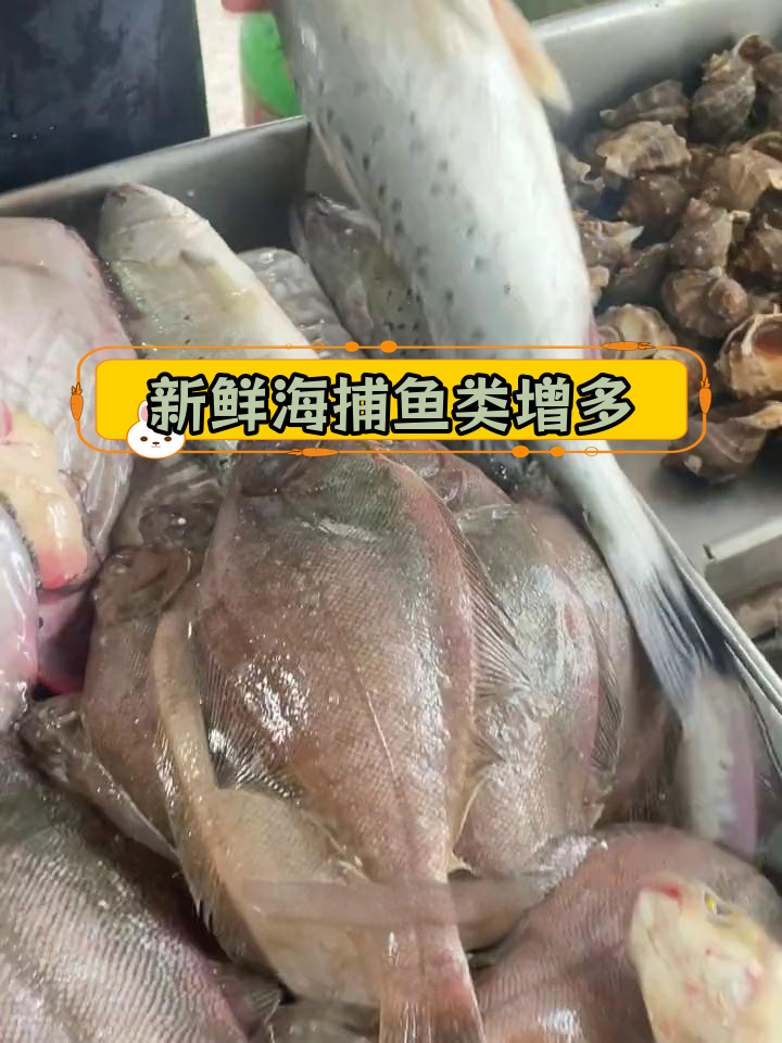 海阳行村海鲜种类丰富,野生鱼鲜美