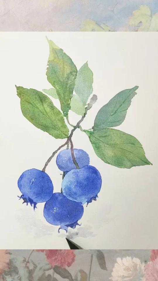 水彩零基础教程：教你画蓝莓的简易方法