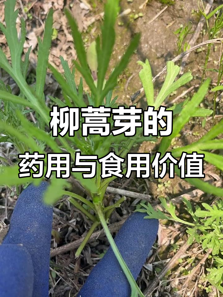 柳蒿芽:药食两用的春季美味野菜