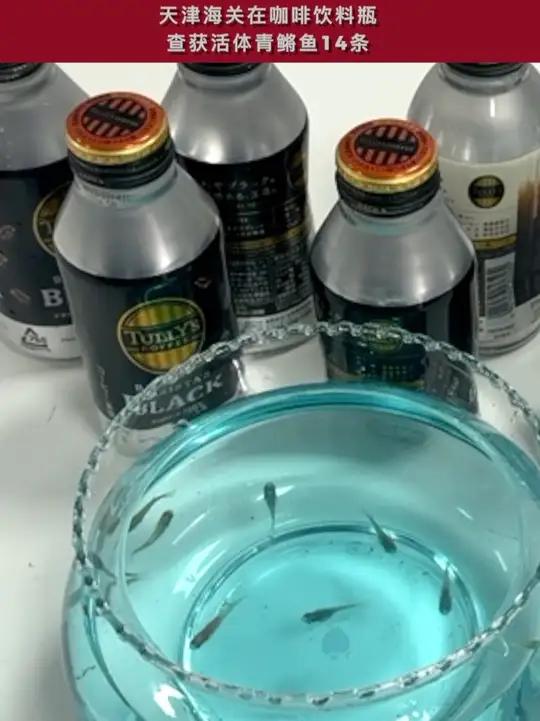 天津海关在咖啡饮料瓶查获活体青鳉鱼14条。天津咖啡鱼青鳉鱼根据《中华人民共和国生物安全法》