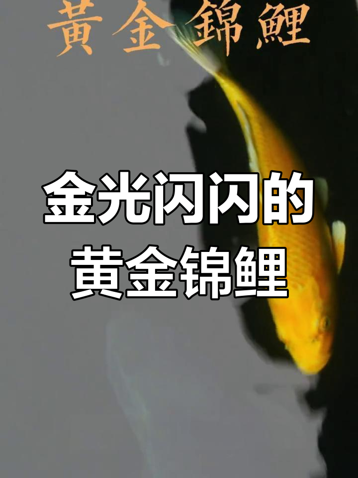 黄金锦鲤:招财进宝的吉祥象征,商务人士最爱