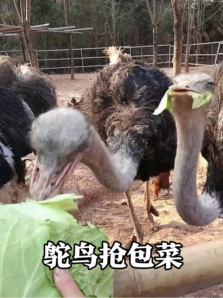 鸡群围观!鸵鸟为抢卷心菜大打出手