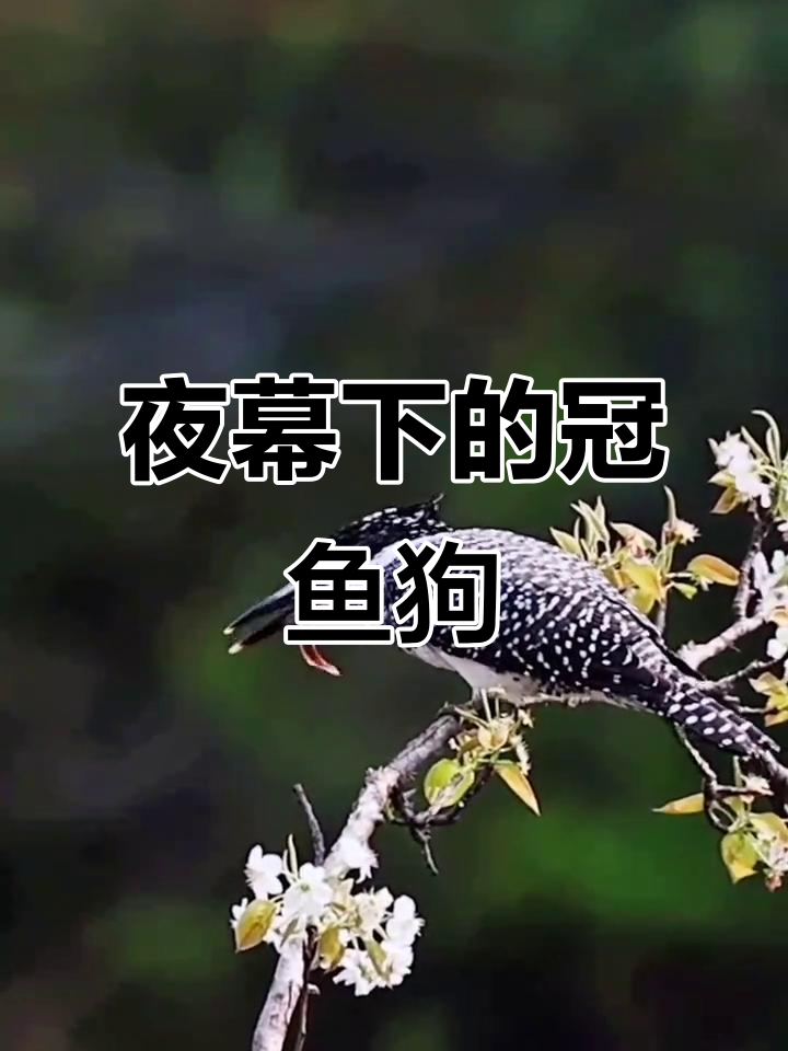 冠鱼狗夜晚觅食,鸣叫声让人惊叹