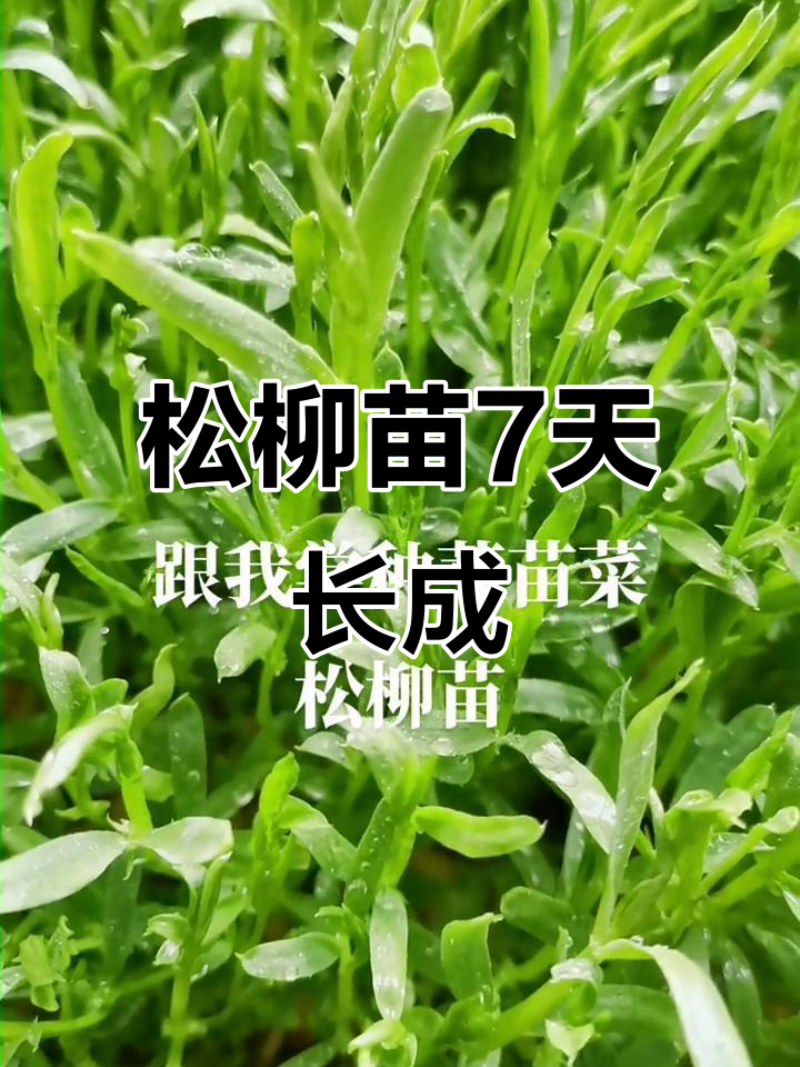 松柳苗7天快速生长,无土栽培让你天天采收新鲜芽菜