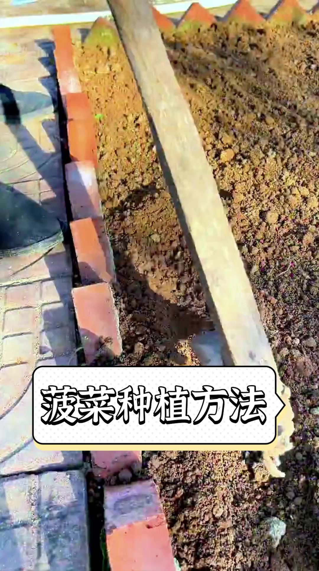 菠菜种植方法