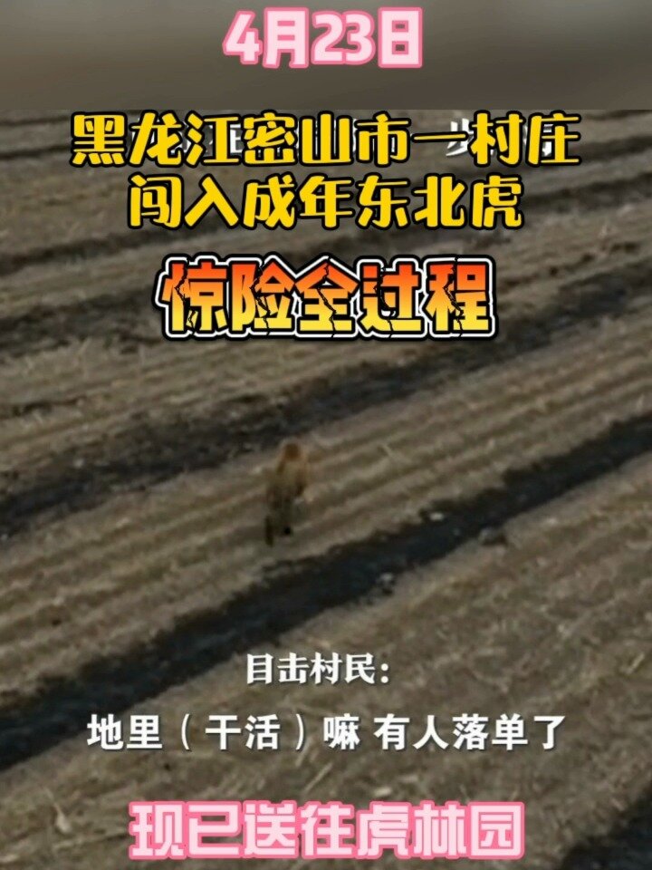 黑龙江密山市一村庄闯入成年东北虎～～