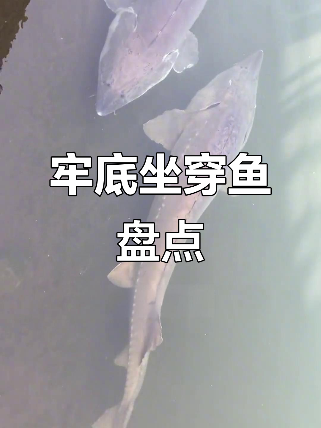 十种濒危鱼类，钓友小心触犯法律