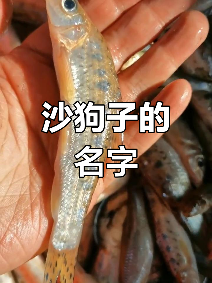 这种小鱼,我们叫沙狗子,你们那儿怎么称呼它?