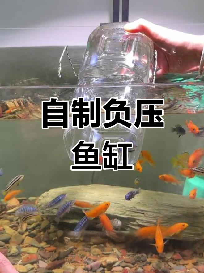 轻松制作负压鱼缸,鱼儿飞起来