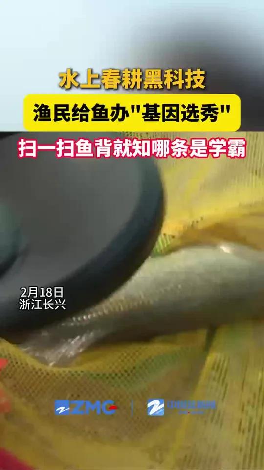 水上春耕黑科技!2000尾植入芯片的成鱼排队扫码查看“基因成绩单”,科研团队精选抗病学霸鱼