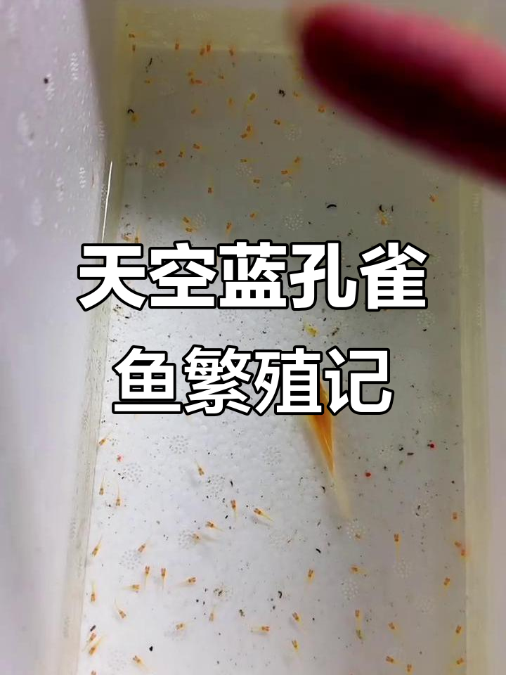孔雀鱼一胎100多条,母子全都是大肚子!