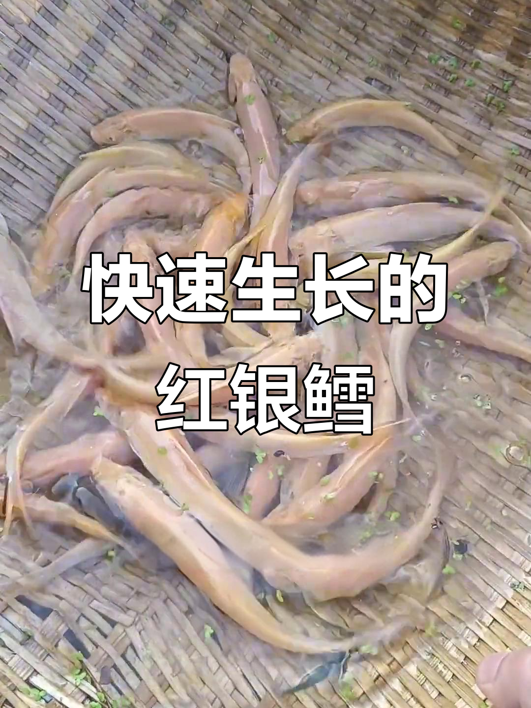 红银鳕鱼,生长迅速,肉质鲜美,适应性强,容易饲养