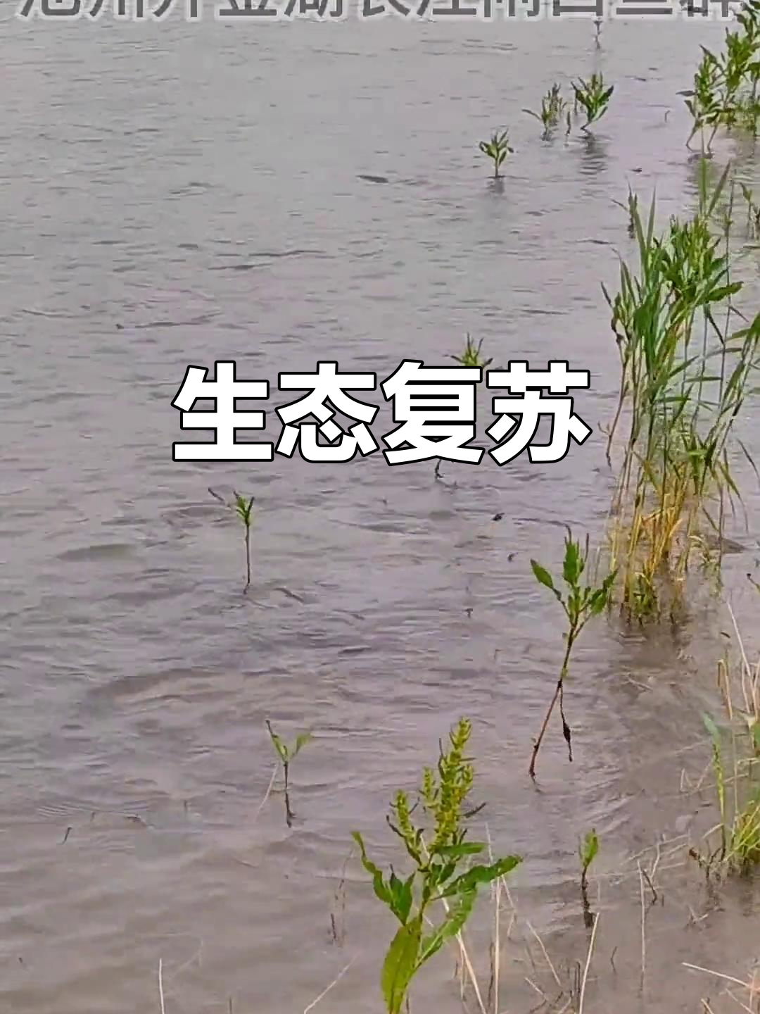 长江禁捕后，鱼群聚集，生态恢复，愿好运伴随每位游子